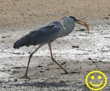 67a Grey heron Ardea cinerea with catch Bundala National Park Sri Lanka 2018.jpg