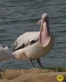68 Great white pelican Pelecanus onocrotalus Bundala National Park Sri Lanka 2018.jpg