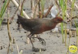 76 Ruddy-breasted crake or Ruddy crake Porzana fusca Thilawa Myanmar 2018.jpg