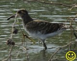 82 Broad billed sandpiper Limicola falcinellus Bundala National Park Sri Lanka 2018.jpg