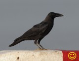83 House crow Corvus splendens protegatus Thilwa Myanmar 2018.jpg