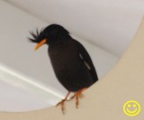 91 Javan myna Acridotheres javanicus Phuket Thailand 2018.jpg