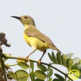 94 maybe a sunbird Porto Malai Langkawi Malaysia 2018.jpg