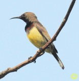 96 unidentified Porto Malai Langkawi Malaysia 2018.jpg