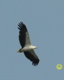 97 White-bellied Sea-Eagle Haliaeetus leucogaster Porto Malai Langkawi Malaysia 2018.jpg