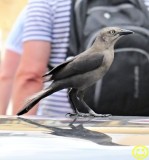 0013 Carib grackle Quiscalus lugubris  female Martinique 2018.jpg