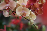 IMG_7757.JPG