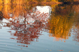 Automne