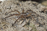 Dolomedes cf. fimbriatus