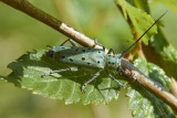 Saperda punctata