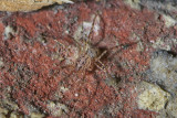 Scytodes thoracica