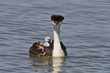 Western Grebe