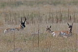 Pronghorn