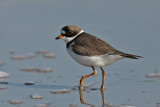 Semipalmated Plover