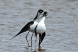 Black-necked Stilts