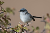 Blue-gray Gnatcatcher