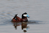 Ruddy Duck