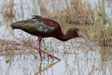 White-faced Ibis