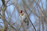 European Goldfinch