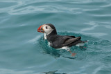 Atlantic Puffin