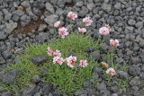 Flowers in lava