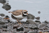 (Common) Ringed Plover