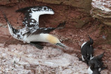 Northern Gannet with Common Murres
