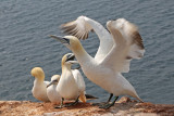 Birds of Germany, Helgoland, and Norway