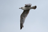 2017-06-23_0100-GlaucousQ-Gull.jpg