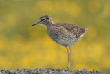 Common Redshank chick