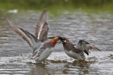 Red-necked Phalaropes