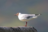 Black-headed Gull