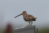 Common Snipe