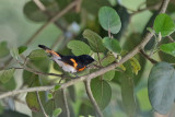 American Redstart