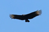 2017-10-09_1507-blackvulture.jpg