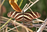 Zebra Longwing