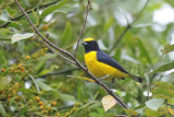 Scrub Euphonia