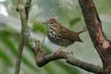 Ovenbird