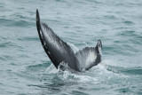Humpback Whale VI 