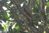 Yellow-vented Woodpecker