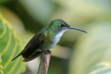 White-chested Emerald