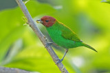 Bay-headed Tanager