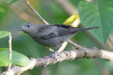 Palm Tanager