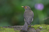 Spectacled Thrush