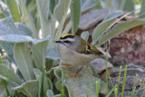 Golden-crowned Kinglet