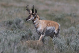 Pronghorn