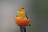 Bullocks Oriole