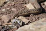 Western Terrestrial Garter Snake with Pine Siskin