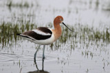 American Avocet