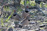 Northern Flickers courtship